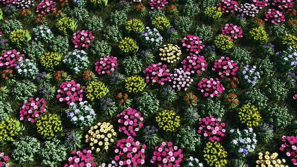 Flowers Top View