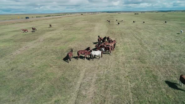 Aerial View of Herd of Horses on an Endless Green Meadow