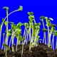 Radish Young Growth Time Lapse with Alpha Channel - VideoHive Item for Sale