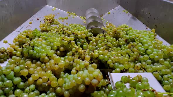 Harvested Sauvignon grapes in a destemmer unit.