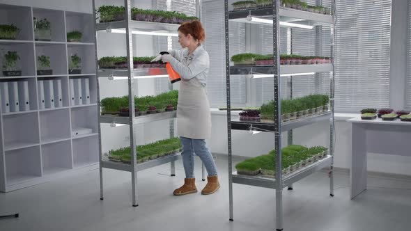 Young Business Woman Sprays Young Microgreen in Container on Shelves in Greenhouse with Spray Bottle