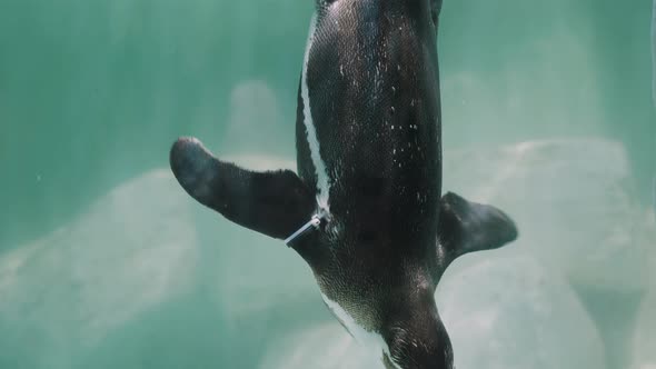 Magellanic Penguin Swim Underneath The Icy Cold Water Of Ocean. - close up