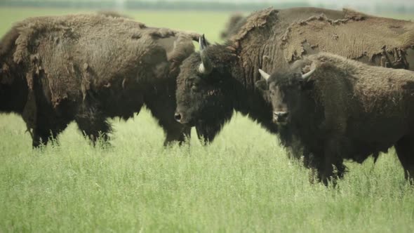 Nature: Bison in a Field on Pasture. Slow Motion