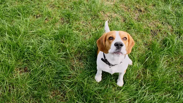 Dog Beagle Sitting at Grass in a Green Park and Barks