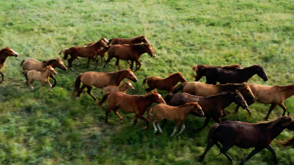 Wild Horses Running Wild Mustangs Run on the Beautiful Green Grass Dust From Under the Hooves