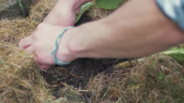 Hands digging into soil harvesting organic potatoes