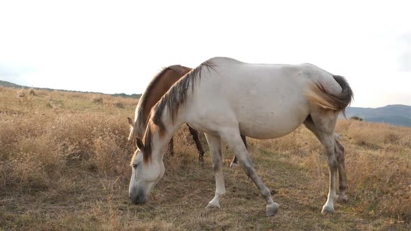 Two Horses Graze On The Dry Lawn 2