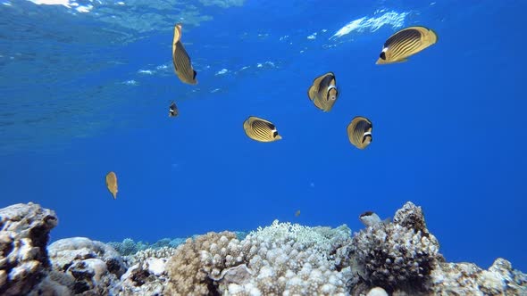 Tropical Coral Garden Orange Blue Fish