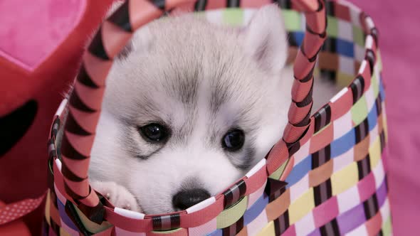 cute Valentines Day Husky puppy in a basket falling asleep