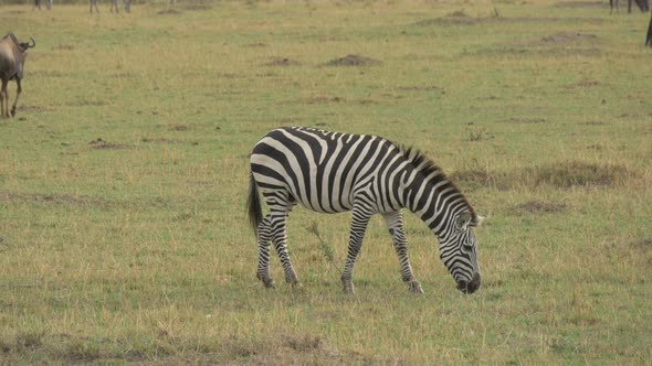 Zebra grazing in Maasai Mara