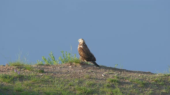 Hunter Predator Hawk is Bird of Prey in Genus Buteo