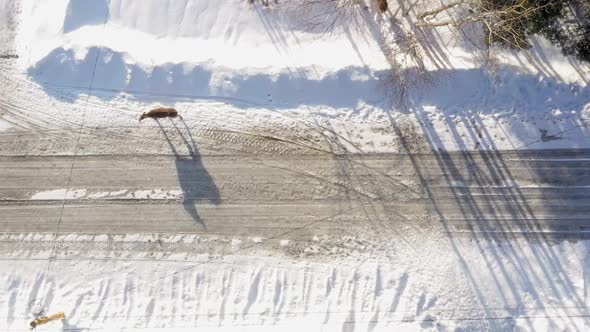 TOP DOWN AERIAL SLIDE deer standing on the side of snowy road with shadows CLOSE UP