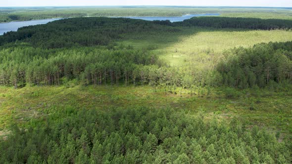 Flight over the taiga. Pine forest from a height.