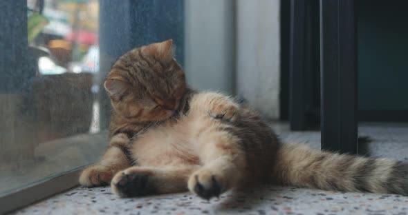 Cute Tabby British short hair kitten lying on the floor and cleaning it self.