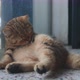 Cute Tabby British short hair kitten lying on the floor and cleaning it self. - VideoHive Item for Sale