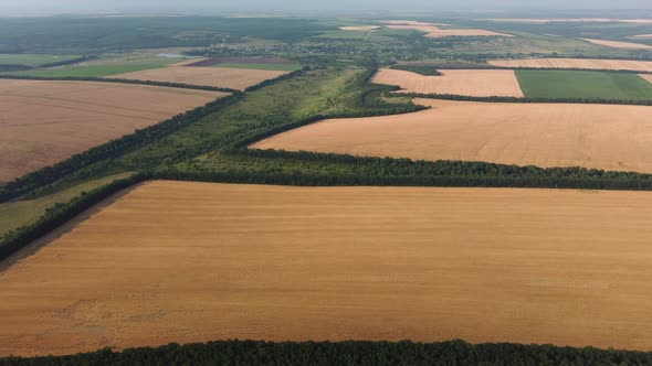 Wheat Fields Aerial View