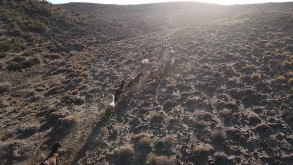 drone tracking of a group of wild horses running down a mountain at sunset.