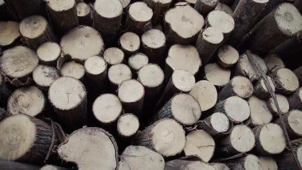 Freshly Cut Tree Wooden Logs Piled Up. Wood Storage for Industry. Felled Tree Trunks. Panorama of