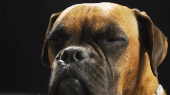 A Dog boxer face In Studio With Black Background