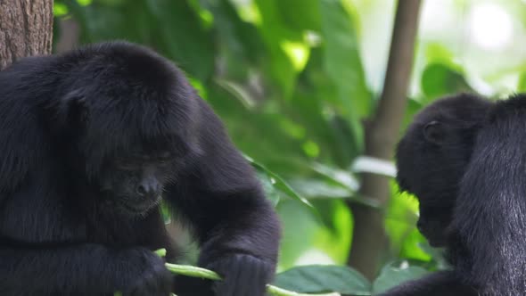 Spider Monkeys Eating