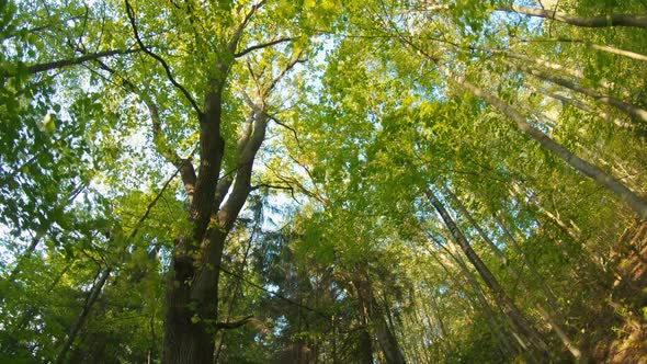 Walk through the beautiful woods, looking up, steadicam