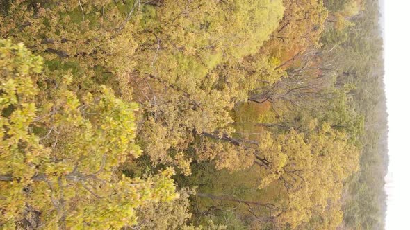 Vertical Video Autumn Forest with Trees in Ukraine Slow Motion