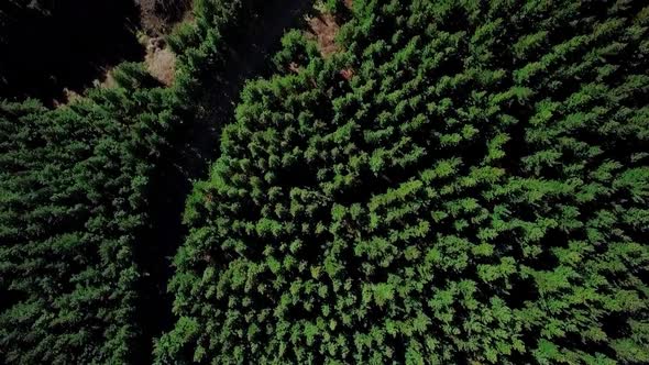 Aerial view of Pinus Radiata forest. Aerial wide shot of tiny village and beautiful ashley forest.so