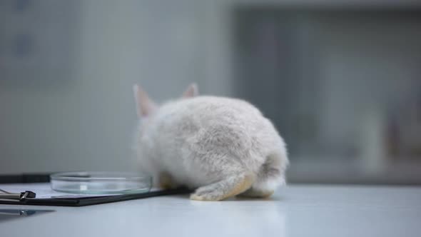 Rabbit Jumping on Table With Docs and Petri Dish, Escape in Experimental Lab