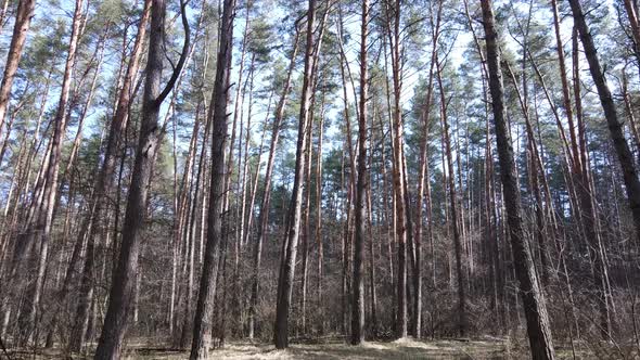 Trees in a Pine Forest During the Day Aerial View