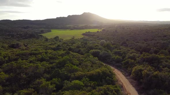 Aerial Drone View Over Green Forest