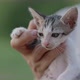 Slow motion shot close up adorable domestic kitten hugged on woman hand. - VideoHive Item for Sale