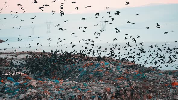 Birds are Flying Overgarbage Hill