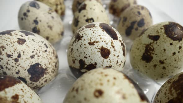 Quail Eggs 52