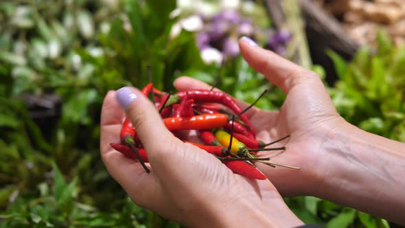 Red Hot Chili Pepper In Customer Hands Shopping On Market For Vegetables. Healthy Lifestyle.