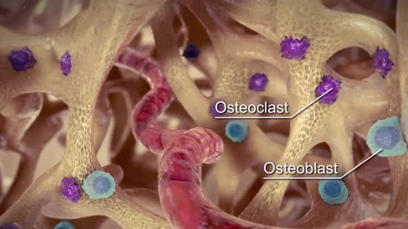 Osteoblasts and Osteoclasts, commonly known as bone-forming cells