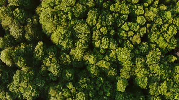 Aerial view of green tree tops in the mountains