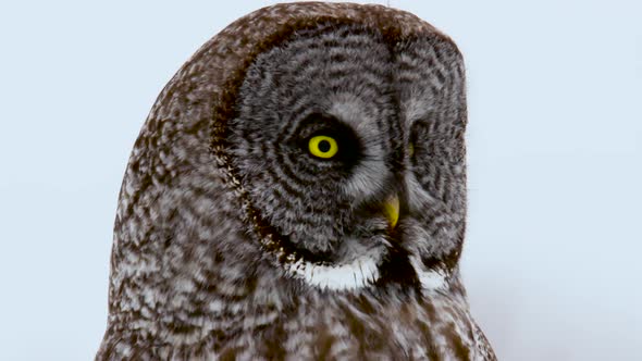 Great Grey Owl turning hed back and forth close up