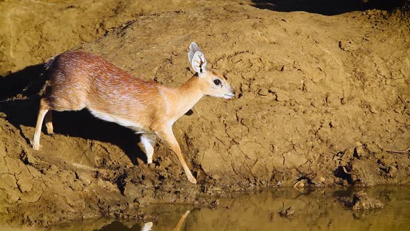 Sharpe grysbok in Kruger National park, South Africa ; Specie Raphicerus sharp