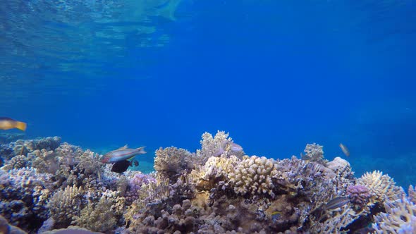 Coral Garden Underwater Seascape