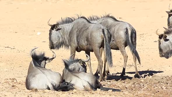 Wildebeest lie in the mud to cool down on hot Kalahari Desert mid day