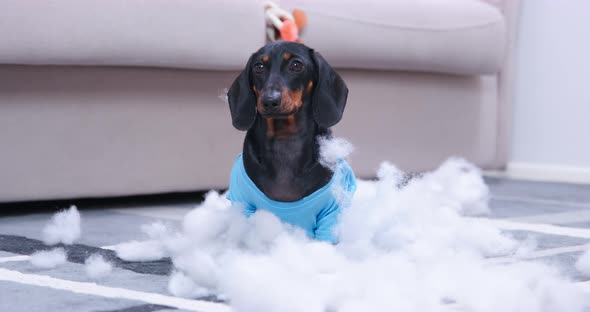 Mischievous Dachshund Puppy in a Blue Tshirt Tore a Soft Toy or Puffer Jacket and Now Lies Down to
