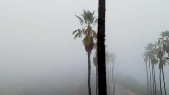 Aerial Of Palm Trees In The Fog