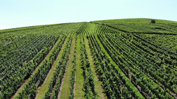 Endless green fields of Alsace vineyards, aerial view on a sunny summer day