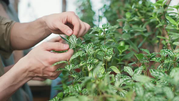 Elderly Hands Touching Plant Leaves