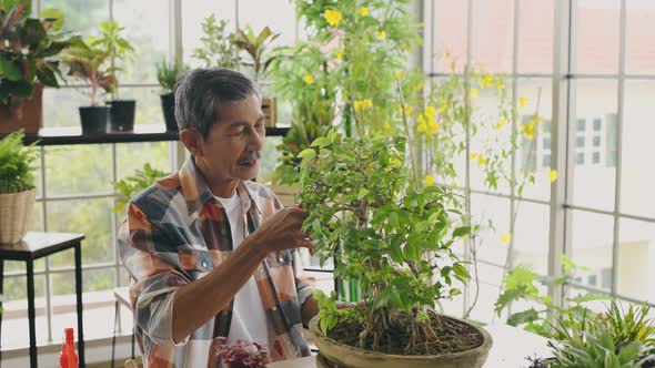 Agriculture concept. A retired Asian man pruning a bonsai tree in a greenhouse. 4k Resolution.