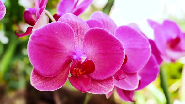 Pink Orchids On A Green Background 