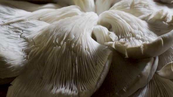 Extremely tight shot of fresh oyster mushrooms upside down so you can see the lung like look of the