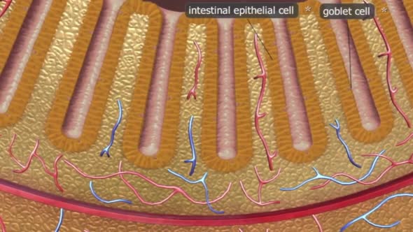 The large intestine includes the colon, rectum and anus.