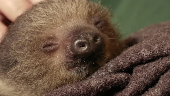 Human caretaker stroking a baby sloth wrapped in a blanket