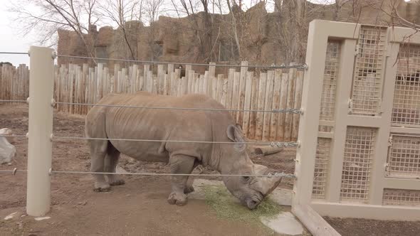 dusty rhinoceros eating in enclosure